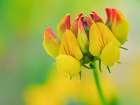 Usa-Washington State-Bellevue. Yellow and orange flower of Birds Foot Trefoil close-up Art Print